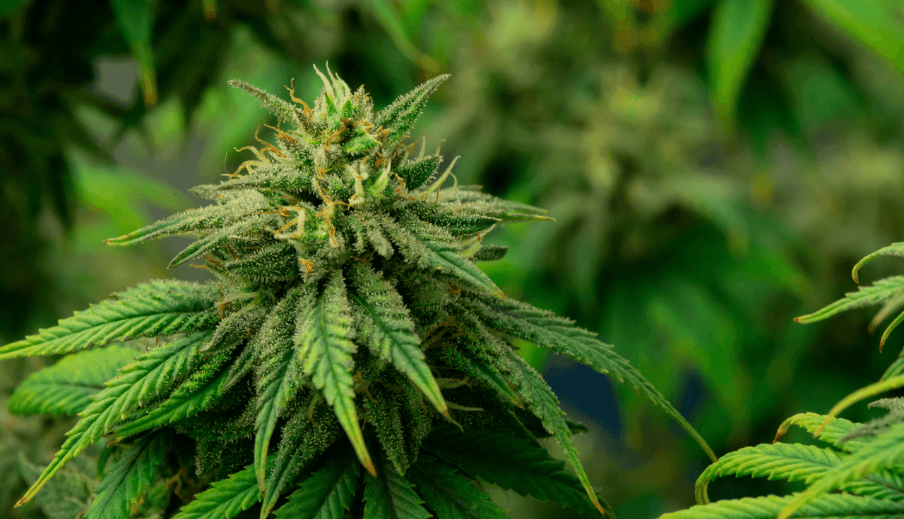 Nahaufnahm einer Cannabispflanze